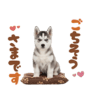 いつでも使える♡ハスキーのスタンプ（個別スタンプ：19）