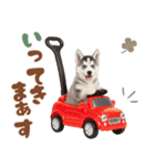 いつでも使える♡ハスキーのスタンプ（個別スタンプ：20）