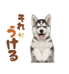 いつでも使える♡ハスキーのスタンプ（個別スタンプ：21）