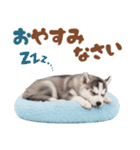 いつでも使える♡ハスキーのスタンプ（個別スタンプ：22）