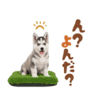 いつでも使える♡ハスキーのスタンプ（個別スタンプ：23）