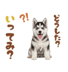 いつでも使える♡ハスキーのスタンプ（個別スタンプ：24）
