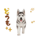 いつでも使える♡ハスキーのスタンプ（個別スタンプ：25）