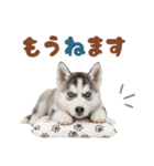 いつでも使える♡ハスキーのスタンプ（個別スタンプ：26）