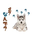 いつでも使える♡ハスキーのスタンプ（個別スタンプ：27）