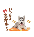 いつでも使える♡ハスキーのスタンプ（個別スタンプ：28）
