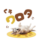 いつでも使える♡ハスキーのスタンプ（個別スタンプ：29）