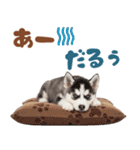 いつでも使える♡ハスキーのスタンプ（個別スタンプ：30）