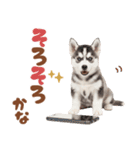 いつでも使える♡ハスキーのスタンプ（個別スタンプ：31）