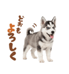 いつでも使える♡ハスキーのスタンプ（個別スタンプ：32）