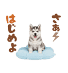 いつでも使える♡ハスキーのスタンプ（個別スタンプ：33）