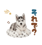いつでも使える♡ハスキーのスタンプ（個別スタンプ：34）