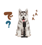 いつでも使える♡ハスキーのスタンプ（個別スタンプ：35）