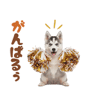 いつでも使える♡ハスキーのスタンプ（個別スタンプ：36）
