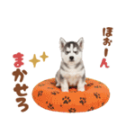 いつでも使える♡ハスキーのスタンプ（個別スタンプ：37）