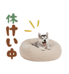 いつでも使える♡ハスキーのスタンプ（個別スタンプ：39）