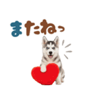 いつでも使える♡ハスキーのスタンプ（個別スタンプ：40）