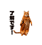 軽量！優しく励ます猫のカンフーなスタンプ（個別スタンプ：1）