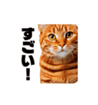 軽量！優しく励ます猫のカンフーなスタンプ（個別スタンプ：7）