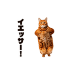 軽量！優しく励ます猫のカンフーなスタンプ（個別スタンプ：9）