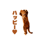 軽量！優しく励ます猫のカンフーなスタンプ（個別スタンプ：13）