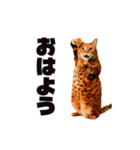 軽量！優しく励ます猫のカンフーなスタンプ（個別スタンプ：14）