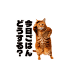 軽量！優しく励ます猫のカンフーなスタンプ（個別スタンプ：15）