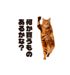 軽量！優しく励ます猫のカンフーなスタンプ（個別スタンプ：16）