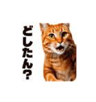 軽量！優しく励ます猫のカンフーなスタンプ（個別スタンプ：18）