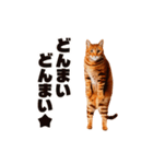 軽量！優しく励ます猫のカンフーなスタンプ（個別スタンプ：20）
