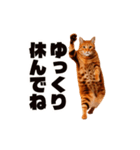 軽量！優しく励ます猫のカンフーなスタンプ（個別スタンプ：24）