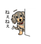 名前入りダックスイザベラタンダップル（個別スタンプ：12）