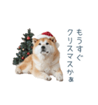 クリスマスな柴犬【かわいい・連絡】（個別スタンプ：1）