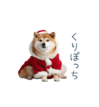 クリスマスな柴犬【かわいい・連絡】（個別スタンプ：2）