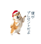 クリスマスな柴犬【かわいい・連絡】（個別スタンプ：6）