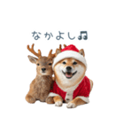 クリスマスな柴犬【かわいい・連絡】（個別スタンプ：7）