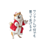 クリスマスな柴犬【かわいい・連絡】（個別スタンプ：8）