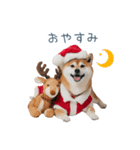 クリスマスな柴犬【かわいい・連絡】（個別スタンプ：10）