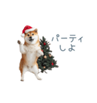 クリスマスな柴犬【かわいい・連絡】（個別スタンプ：11）