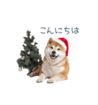 クリスマスな柴犬【かわいい・連絡】（個別スタンプ：12）