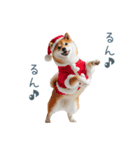 クリスマスな柴犬【かわいい・連絡】（個別スタンプ：13）