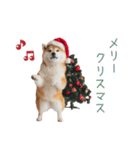 クリスマスな柴犬【かわいい・連絡】（個別スタンプ：14）