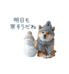 クリスマスな柴犬【かわいい・連絡】（個別スタンプ：15）