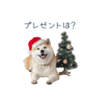 クリスマスな柴犬【かわいい・連絡】（個別スタンプ：18）