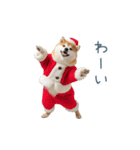 クリスマスな柴犬【かわいい・連絡】（個別スタンプ：19）