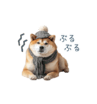 クリスマスな柴犬【かわいい・連絡】（個別スタンプ：20）