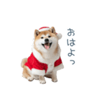 クリスマスな柴犬【かわいい・連絡】（個別スタンプ：21）
