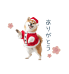 クリスマスな柴犬【かわいい・連絡】（個別スタンプ：23）