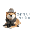 クリスマスな柴犬【かわいい・連絡】（個別スタンプ：26）