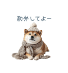 クリスマスな柴犬【かわいい・連絡】（個別スタンプ：27）
